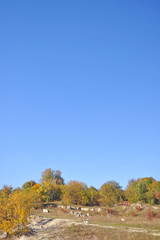 Autumn landscape with piebald dog, trees, bushes and limestone boulders