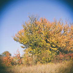Fototapeta premium Trees with colored leaves on a blue sky background in a bright, light autumn day.