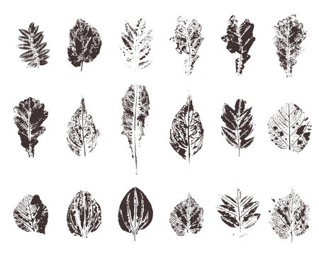 Set with hand made ink stamp leaves. Objects isolated on white. Black and white leaf blots. Monochrome artistic floral collection. Hi detailed texture of forest leaves