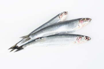 Anchovies on white background. © castellanos80