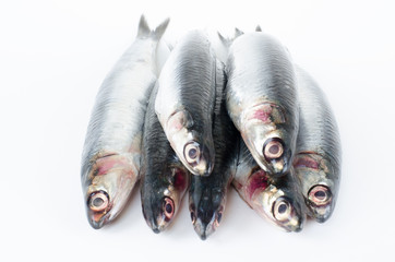 Anchovies on white background.
