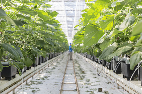 Hydroponic cucumber production in greenhouse