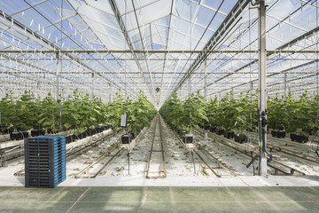 Cucumber plants on a greenhouse