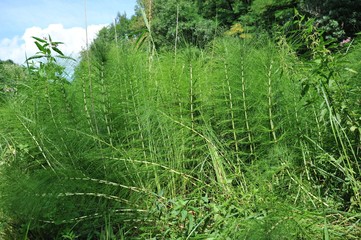 Der Riesen-Schachtelhalm (Equisetum telmateia; Sommerform) ist eine urweltliche Pflanze und findet...