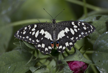 Citrus swallowtail