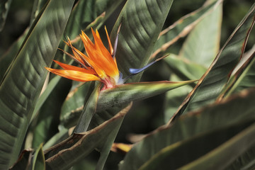 Fototapeta na wymiar Strelitzia - common name of the genus is bird of paradise flower