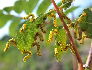 Raupen der  Ebereschenblattwespe (Pristiphora geniculata) hängen und fressen an abgenagten Blattrippen der Eberesche