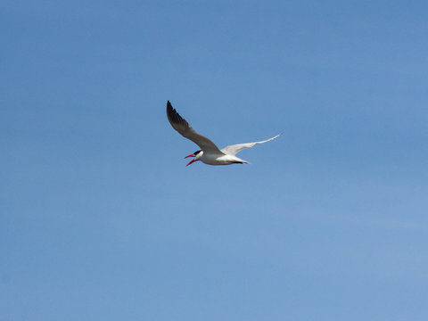 Caspian tern, Hydroprogne or Sterna caspia, flight against blue sky, selective focus, shallow DOF