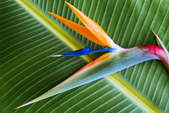 Bird Of Paradise Flower