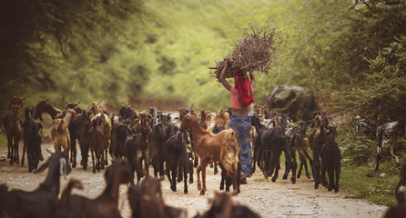 little Garasiya community girl in stable with flock of goat
