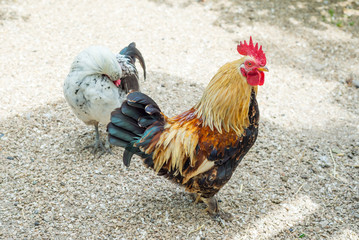 A colorful cock, the symbol of the year in the eastern calendar, walks the farmyard yard.