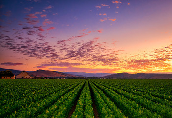 Salinas Sunset