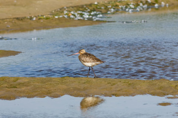 Female Bar-tailed Godwits or Limosa lapponica walks at seashore, portrait, selective focus, shallow DOF