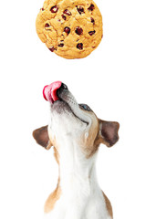 cookies and a dog. pet is licking and looking up.  Smiling happy anticipation of a treat. White background. 