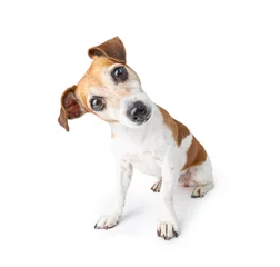 Foto auf Acrylglas Hund Entzückender neugieriger Hund, der auf weißem Hintergrund sitzt. Haustier Thema. Lustiger Welpe