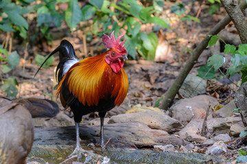 Red Junglefowl or Gallus gallus spadiceus, beautiful chicken was scratching for food on the ground in forest, Thailand.