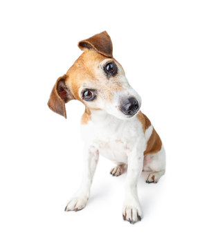 curious confused cute dog looks at you attentively. Adorable Jack Russell terrier pet. White background
