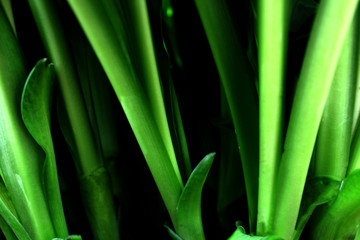 Fototapeta premium Awesome plan for green trunks. Can be used as a background