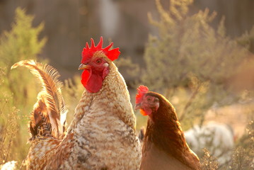cock and chicken