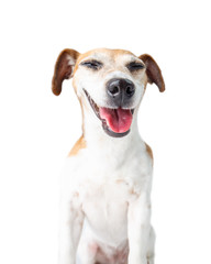 funny cool pleased positive dog Jack Russell terrier smiling on white background