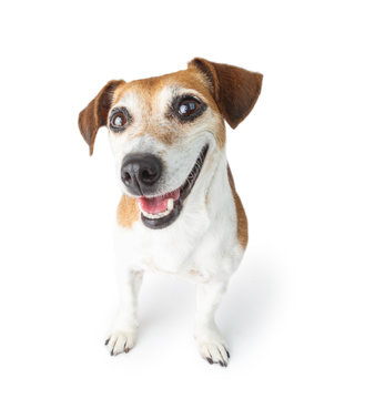 Happy smiling dog portrait . White background. gazing cheerfully at the camera