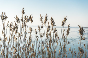 Close-Up Of Reed In Front Of Frozen Lake - obrazy, fototapety, plakaty