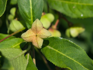 Riping fruit on European or common spindle, Euonymus europaeus, close-up with bokeh, selective focus, shallow DOF