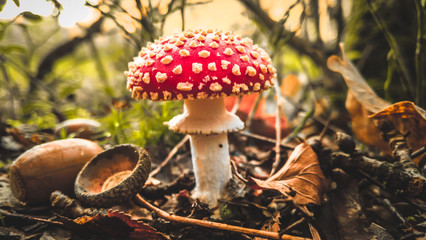 Close-Up Of Mushroom Growing On Field - obrazy, fototapety, plakaty