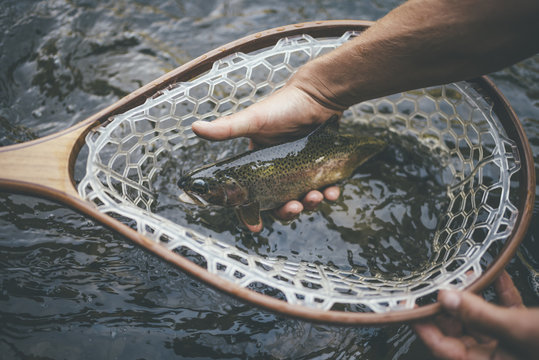 Hand removing trout from net