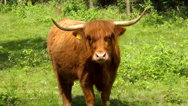 Schottische Hochlandrinder - highland rinder -grasen idyllisch in freier Wildbahn