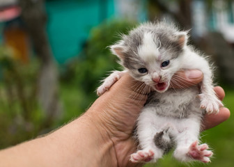 Little kitten in his hand.