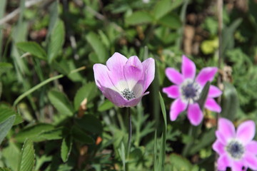 Spring Flowers in Greece, year 2017