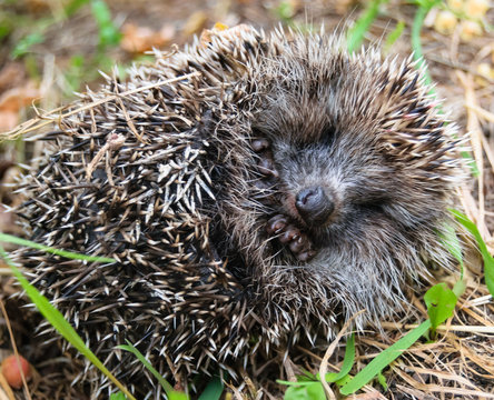 Funny hedgehog sleeps curled up in a ball.