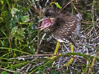 Juvenile Black-crowned Night Heron