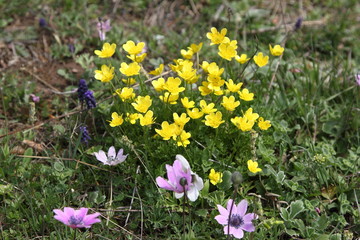 Spring Flowers in Greece, year 2017