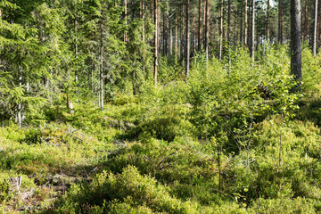 Dalarna region in Sweden is famous of its thick and impenetrable spruce forests rich in bilberries, mushrooms and heather in the summer.