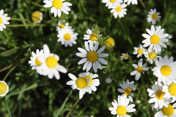 Spring Flowers in Greece, year 2017