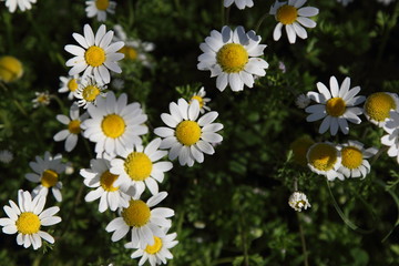 Spring Flowers in Greece, year 2017