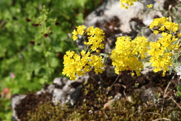 Spring Flowers in Greece, year 2017