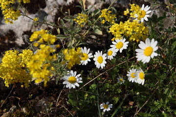 Spring Flowers in Greece, year 2017