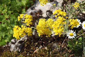 Spring Flowers in Greece, year 2017