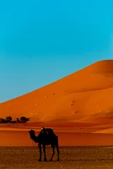 Photo sur Plexiglas Chameau camels in erg chebbi