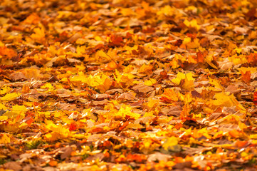 autumn leaves, very shallow focus