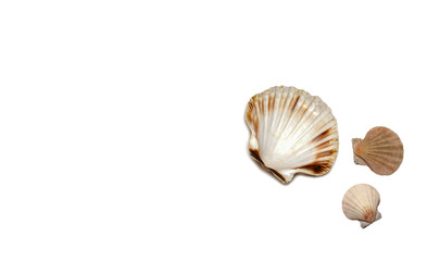 Sea shell with white background