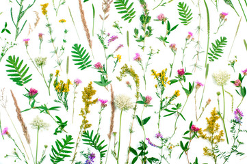 Wildflowers and leaves on white background