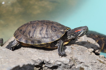 Turtle in Greece, 2017