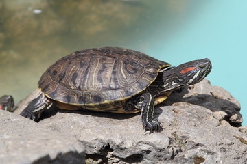 Turtle in Greece, 2017