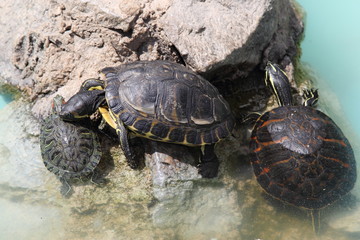Turtle in Greece, 2017
