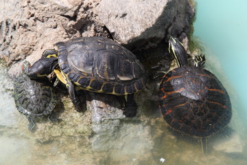 Turtle in Greece, 2017