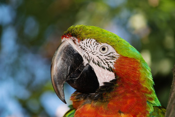 parrot ara likes to be photographed © chebonenko
